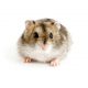 Chinese dwarf hamster