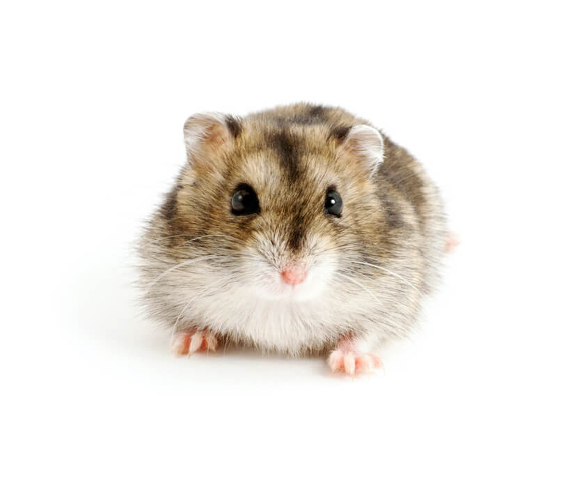 Chinese Dwarf Hamster Lifespan: Everything You Need to Know