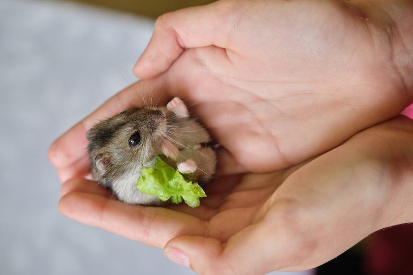 Djungarian Hamster petting