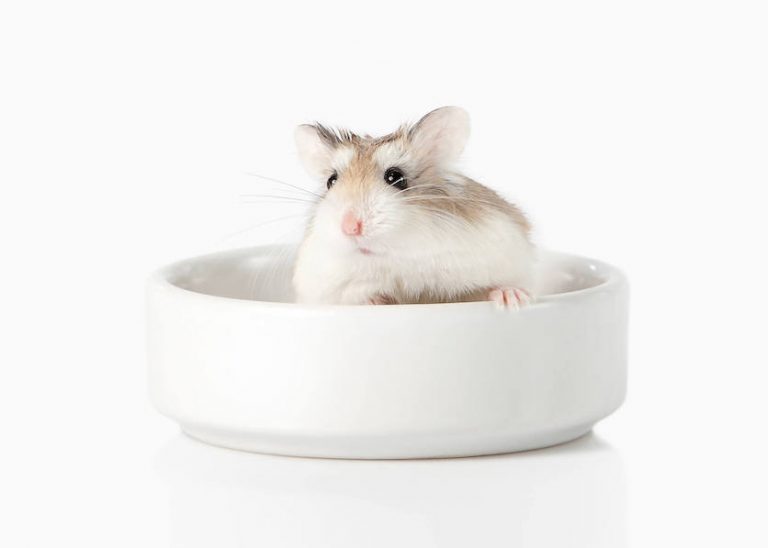 Dwarf Hamster: Big Guide to the Tiniest Hamster Type – Hamsteropedia