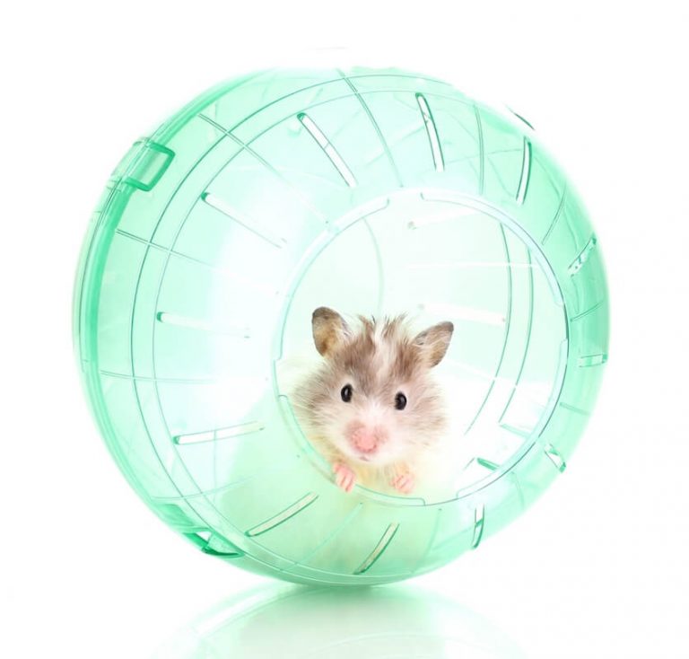 Hamster Ball Selection What You Need to Know Before Purchasing