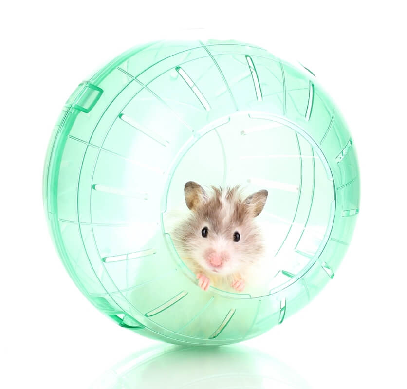 are hamster balls good