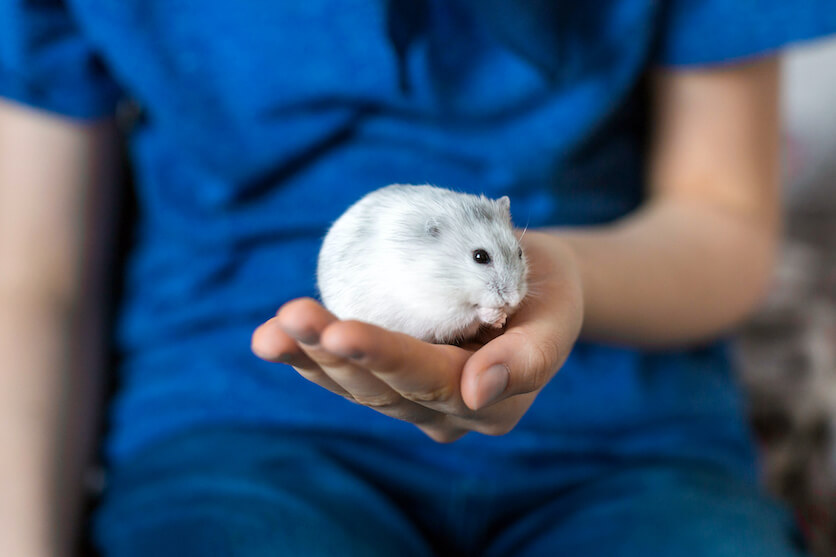 djungarian hamster size