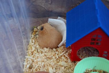 do hamsters hibernate?