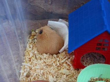 do hamsters hibernate?