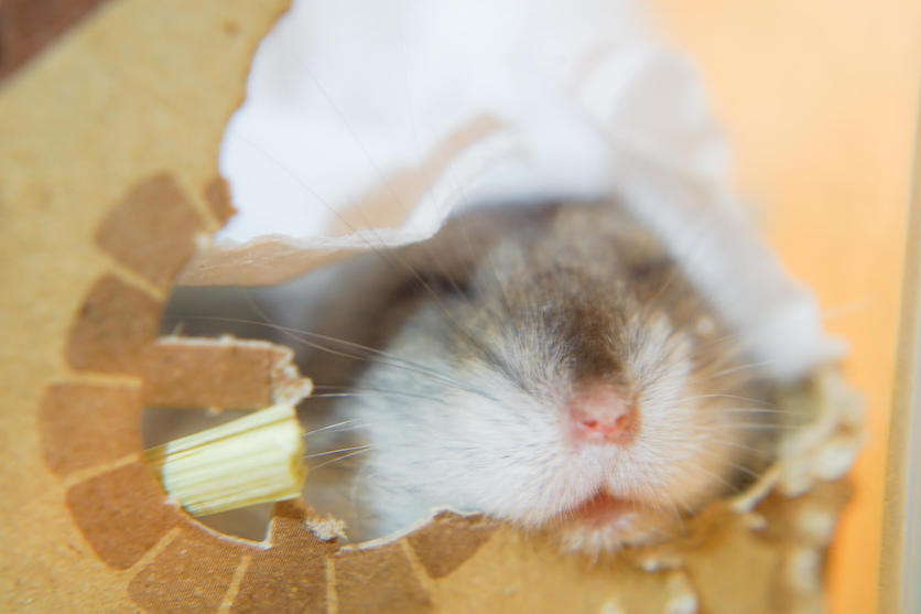 hamster hibernation explained