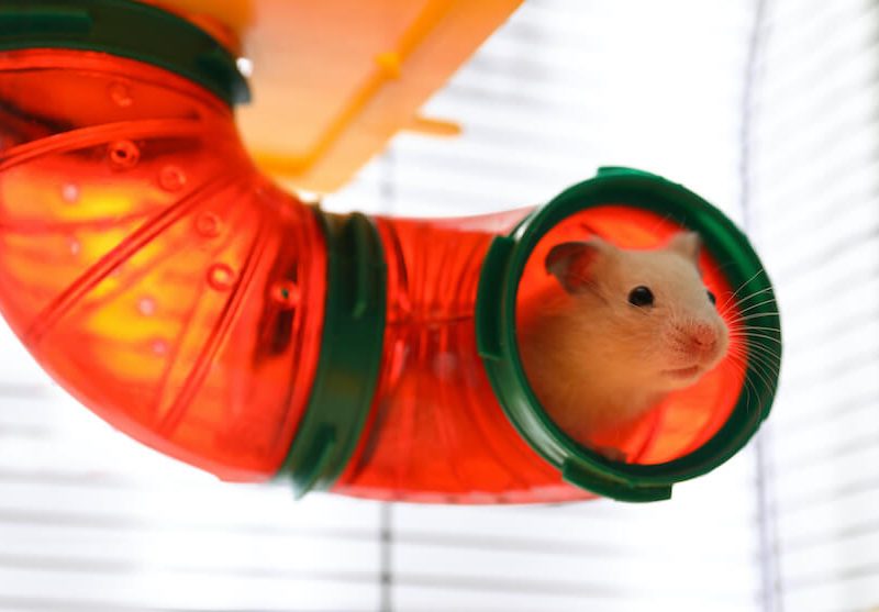 hamster tube