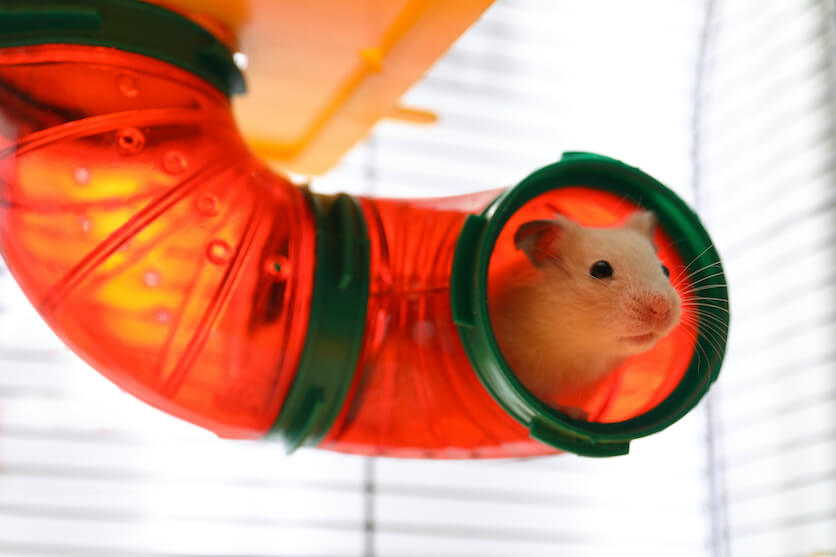 Red Tube Hamster
