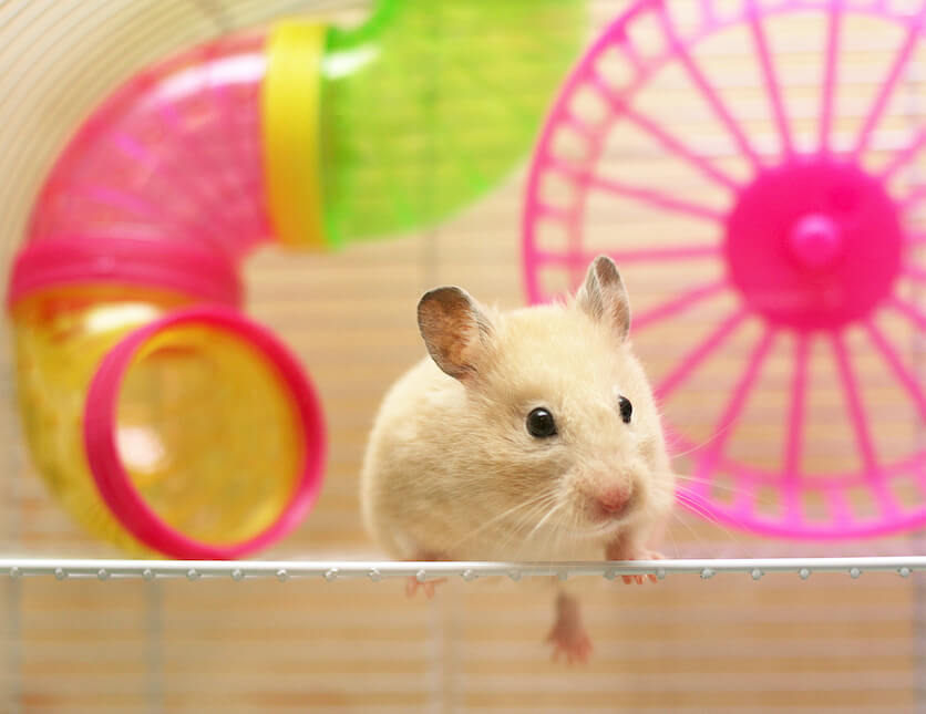 hamster tubes