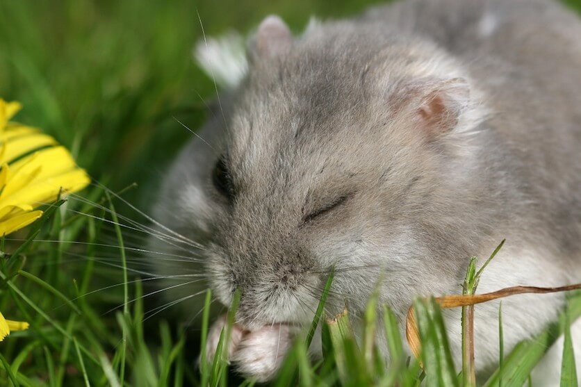 robo dwarf hamster