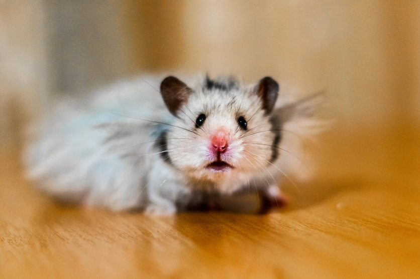 teddy bear hamster colorings