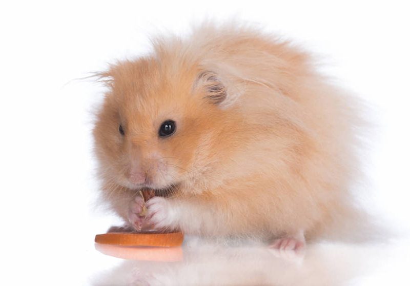 Siberian teddy outlet bear hamster