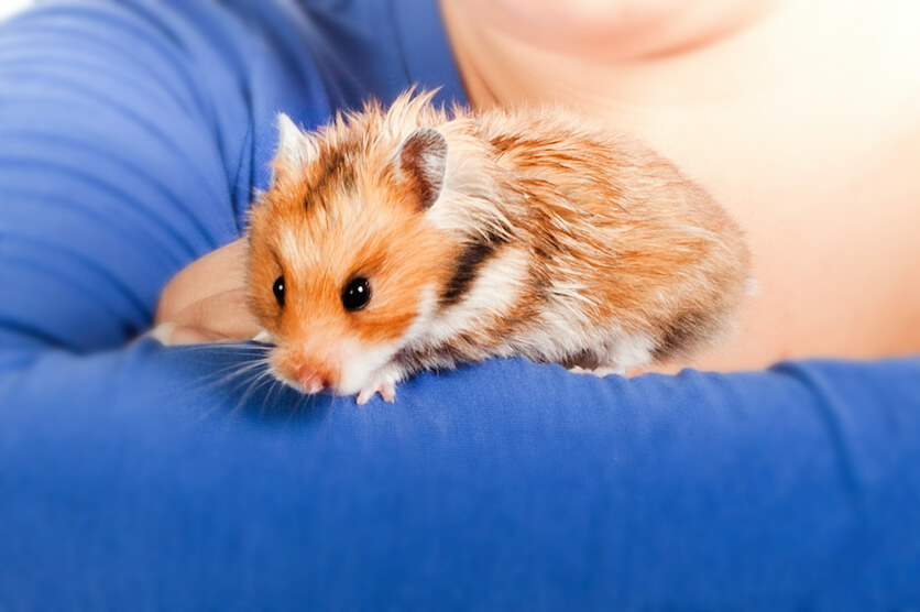 teddy bear hamster coat