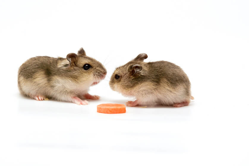 chinese dwarf hamsters