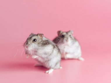 dwarf hamsters