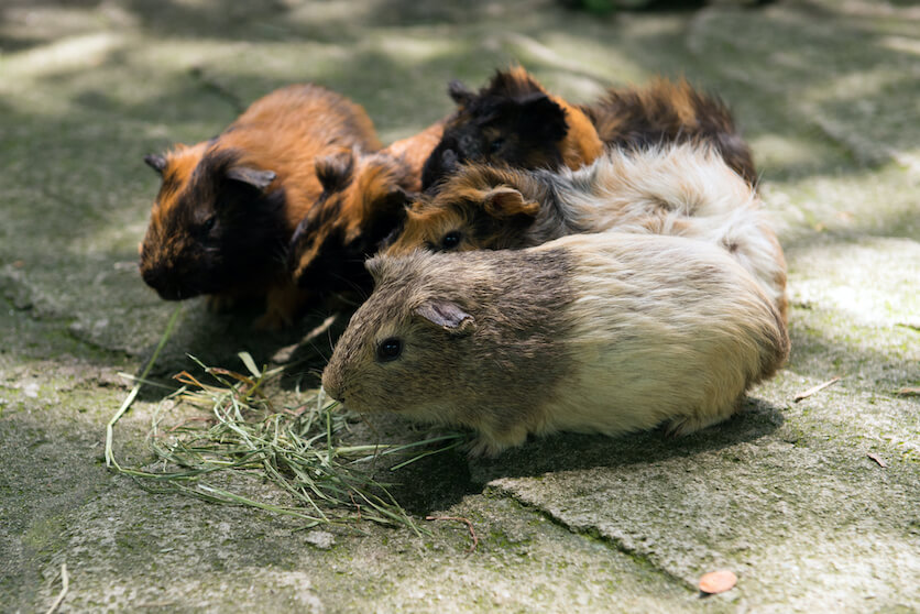 guinea pig or hamster