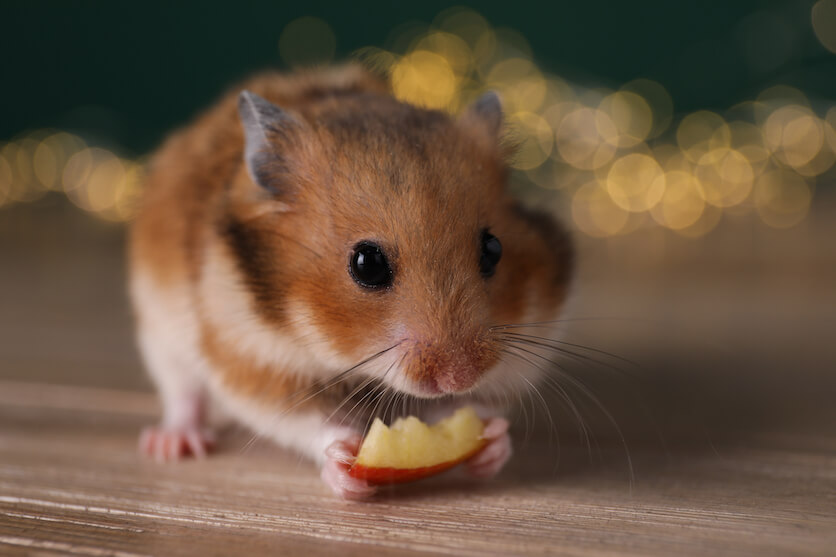 hamster diet fruits