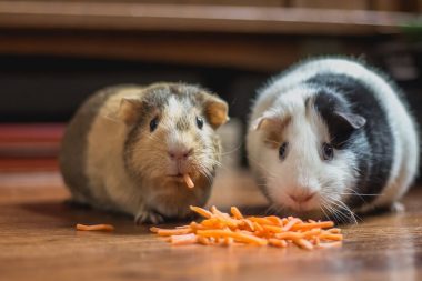 hamster vs guinea pig