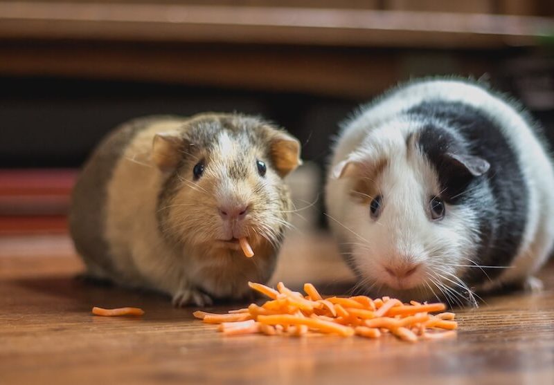 hamster vs guinea pig