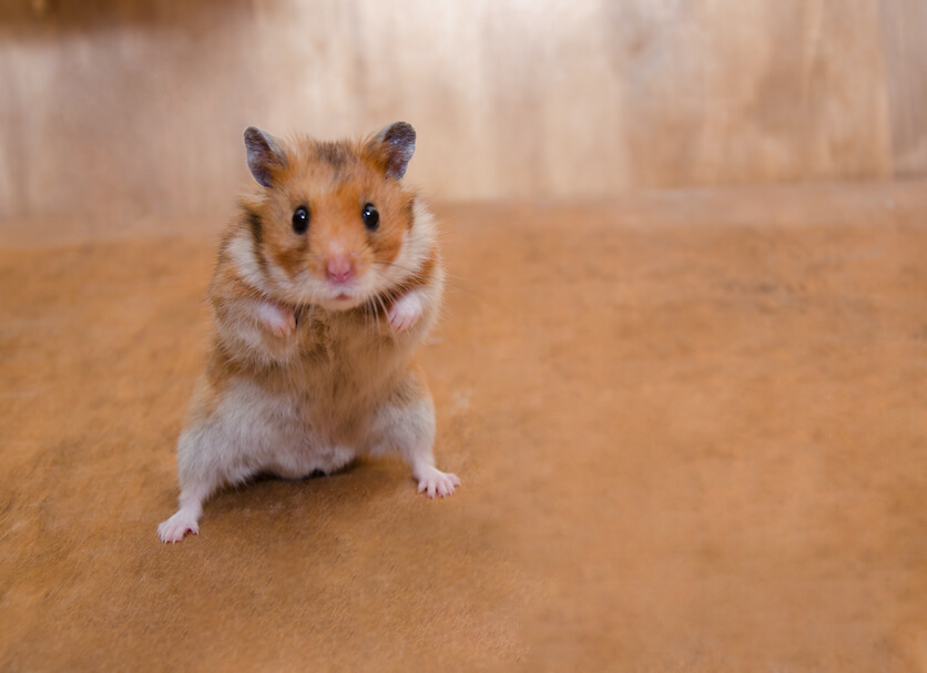 syrian hamster character