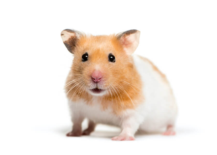 2. Geographical Range of Syrian Hamsters