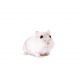 winter white dwarf hamster