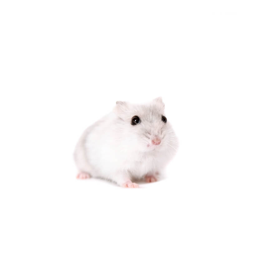 7. The Latin name for the Winter White hamster is Phodopus sungorus.