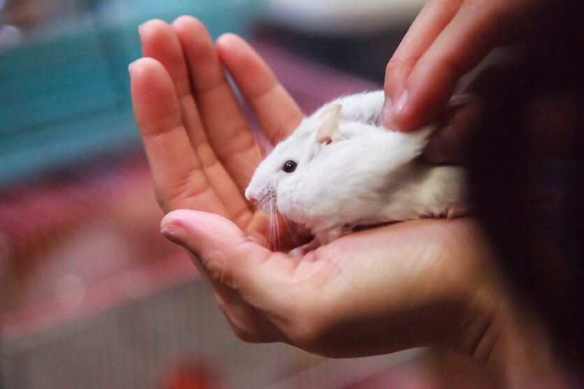 baby winter white hamster