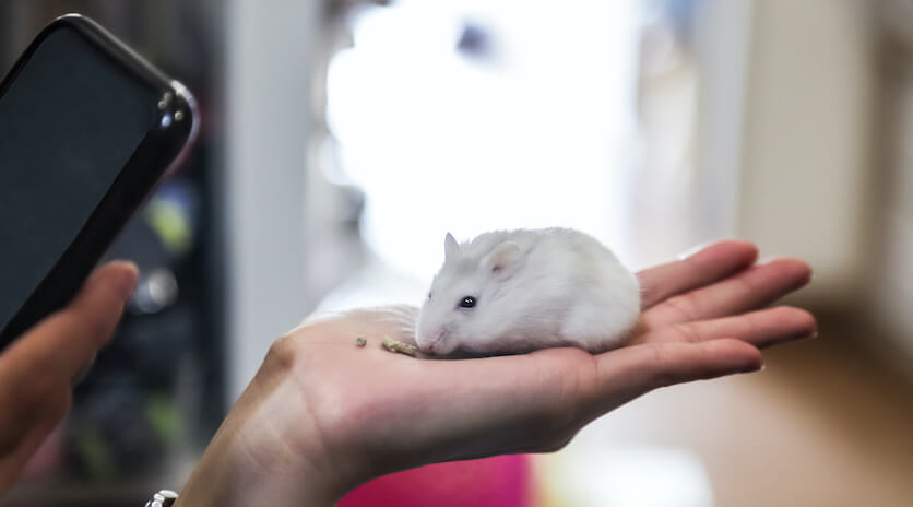 winter white hamster taming