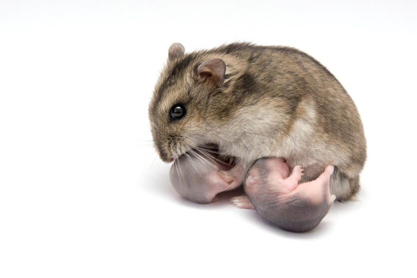 Kuneho Ni Angelo - The Campbell's dwarf Russian hamster (Phodopus  campbelli) grows to a maximum of 4 inches and has an average life expectancy  of two years. This is another social breed