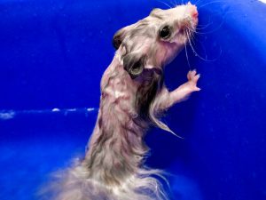 How To Tell If A Hamster Is Pregnant – Hamsteropedia