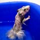 can hamsters swim