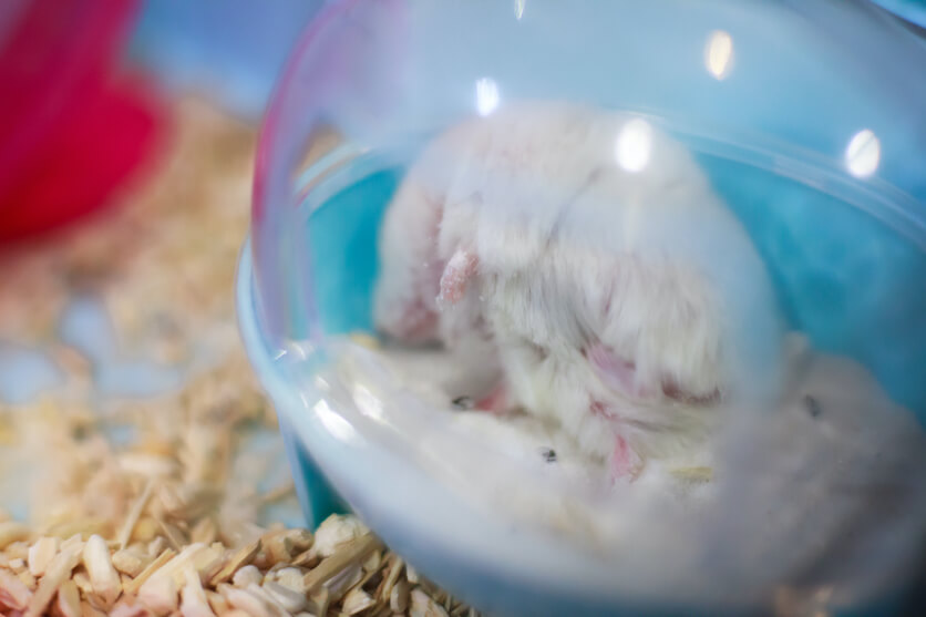 do hamsters need sand bath