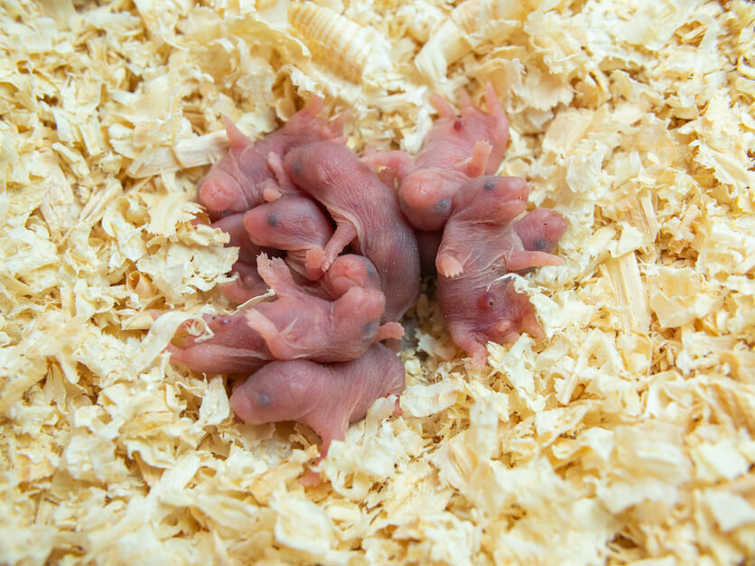 Circle of Life - Hamster Babies Growing 0-60 Days 