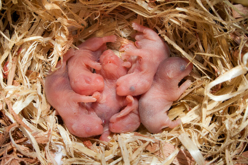 hamster babies