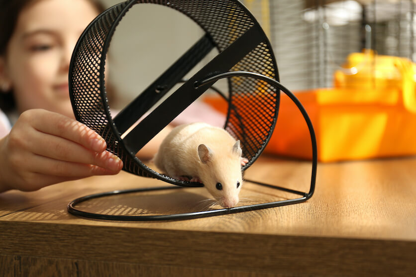 7. Regular playtimes are important for hamsters to stay active and healthy.