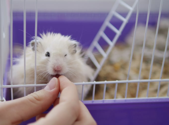 feeding an hamster