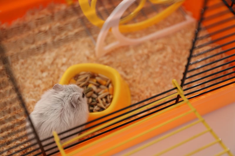 fluffy hamster eating from bowl