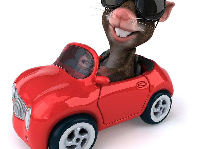 hamster car