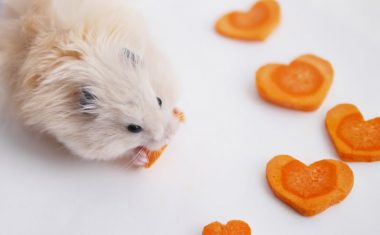 hamster eating carrots