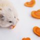 hamster eating carrots