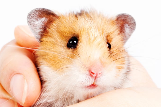 hamster lifespan