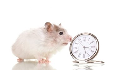 how long do hamsters live