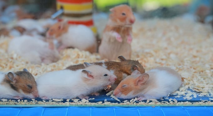group of hamsters in a cage