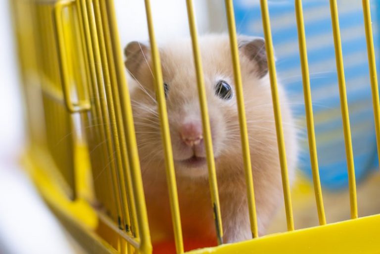 Do Hamsters Get Lonely? A DataBacked Answer Hamsteropedia