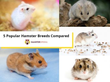 5 popular hamster breeds