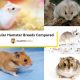 5 popular hamster breeds