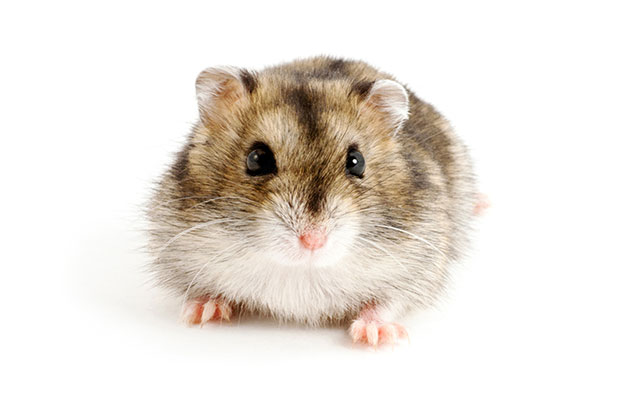 Chinese hamster