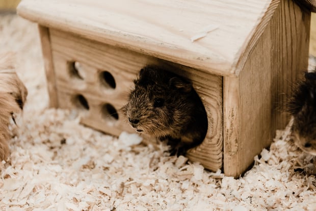 cute hamster hiding