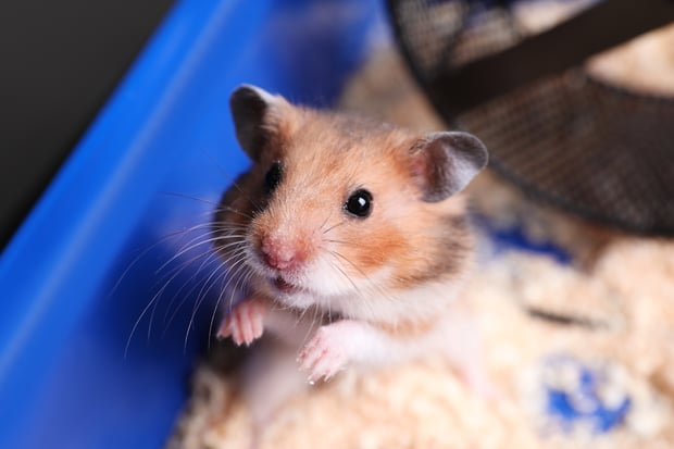 cute hamster in a cage